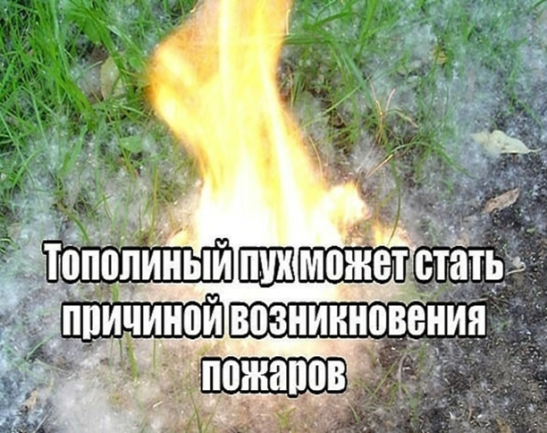 Осторожно тополиный пух!. Осторожно тополиный пух!.